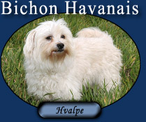 Bichon Havanais