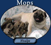 Mops