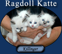 Ragdoll Katte