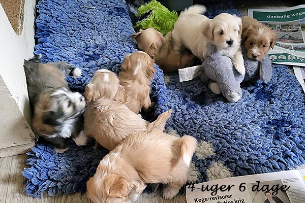Gaya/Dixie kuld - Bichon Havanais hvalpe