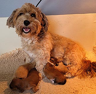 Sonneholts Bichon Havanese s-kuld